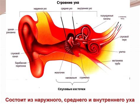 Отечность органов слуха