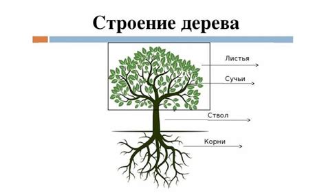 Отличие в строении и местах обитания