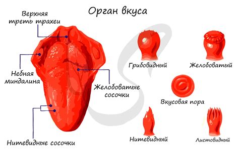 Отличия во вкусовых нотах