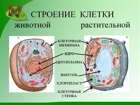 Отличия растительной клетки от животной