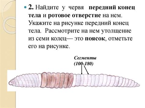 Относительная приспособленность дождевого червя