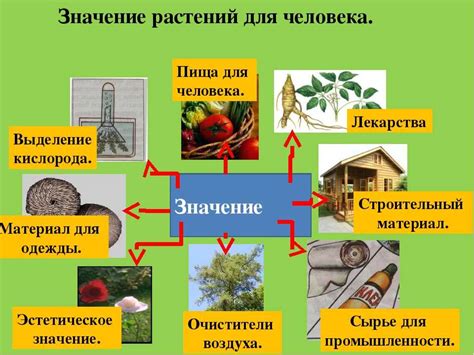 Отражение на внешность: изменения растения