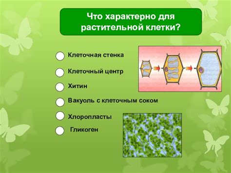 Отсутствие клеточной стенки у животных клеток