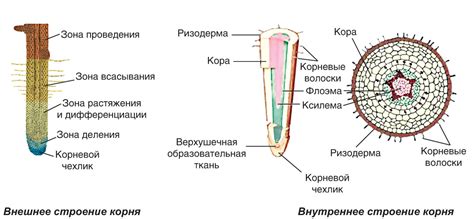 Охвостатая и промежуточная кора