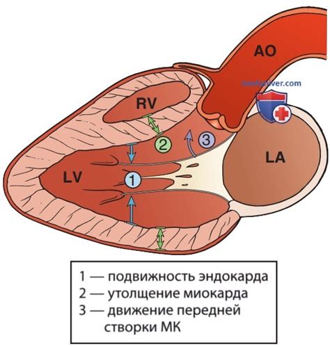 Оценка систолической функции левого желудочка