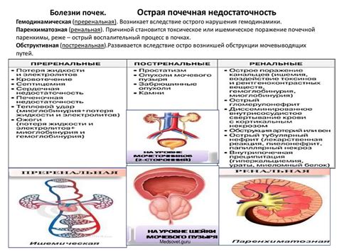 Оценка функции почек