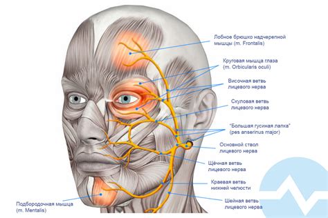 Очные нервы и мышцы