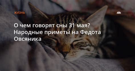 О чем говорят сны о потере котенка?