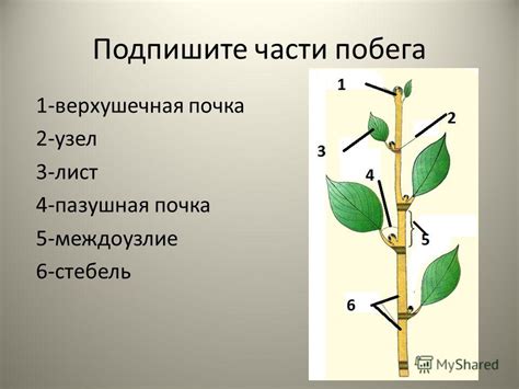 Пазушная почка: строение и роль