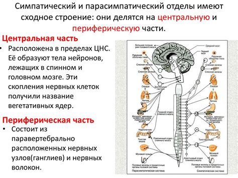 Парасимпатическое отделение вегетативной нервной системы