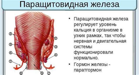 Паращитовидная железа: функции, заболевания, лечение