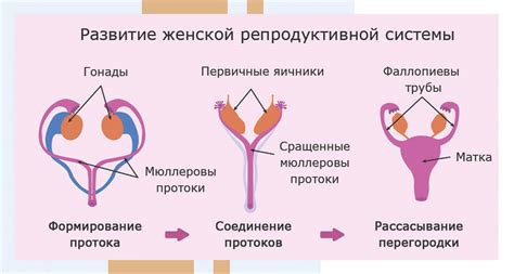 Патологические изменения органов репродуктивной системы