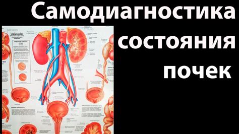 Патологические состояния почек