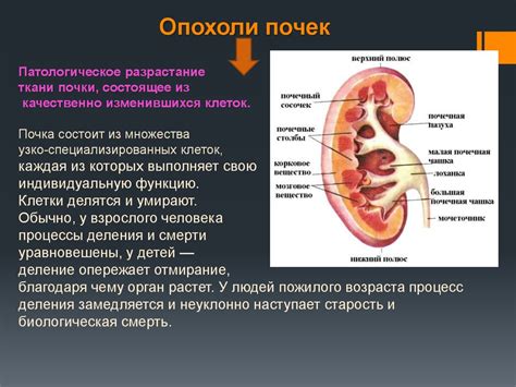 Патологическое движение почки