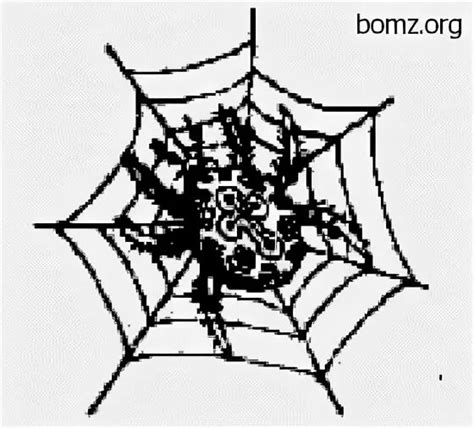 Паук в паутине на зоне: разъяснение