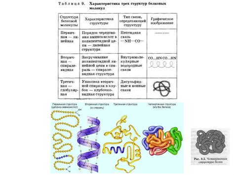 Пептиды: уникальные свойства и формирование белков