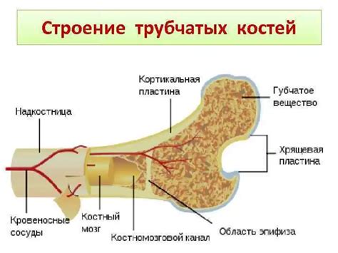 Первая часть структуры трубчатых костей