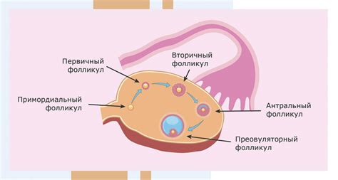 Первые признаки многочисленных фолликулов