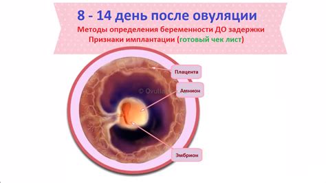 Первые признаки на 12 день после овуляции