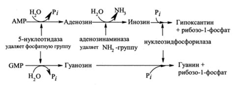 Первый этап распада пуриновых оснований