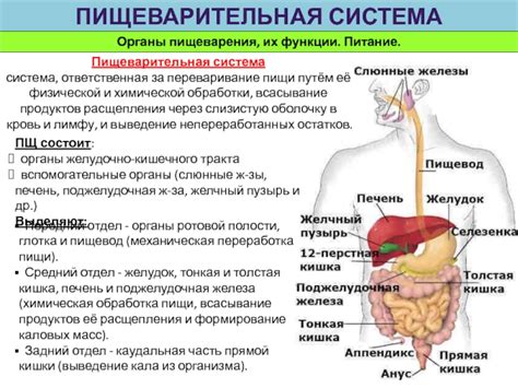 Переваривание пищи и образование каловых масс