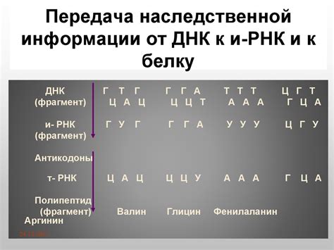 Передача наследственной информации от родителей