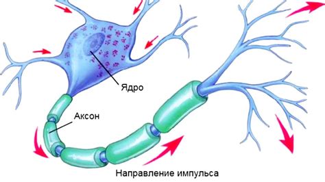 Передача нервных импульсов