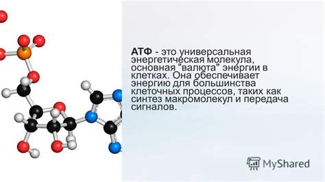 Передача энергии в клетках через АТФ