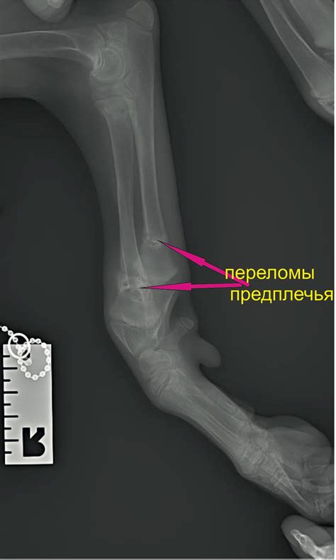 Переломы у собак: виды и их особенности