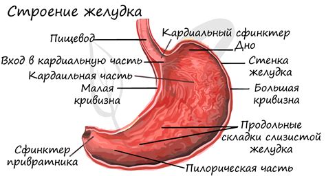 Переполненный желудок