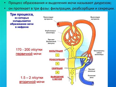 Переработка первичной мочи и плазмы крови органами выделения