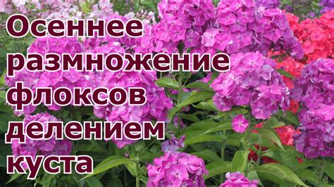 Пересадка и перегруженность куста