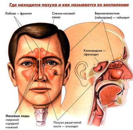 Пересох нос: симптомы и дискомфорт