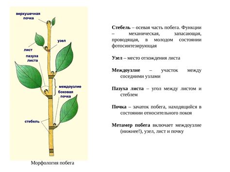 Пересыхание стебля и листьев