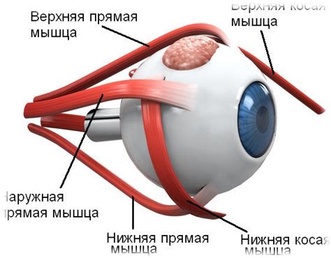 Переутомление глазных мышц