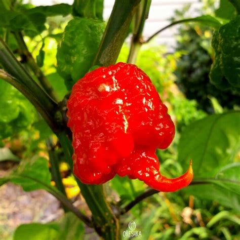 Перец Carolina Reaper