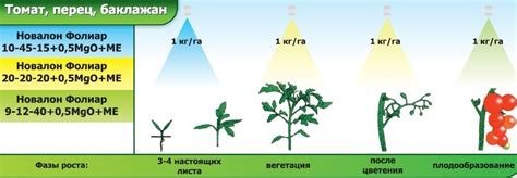 Периодичность подкормки рассады