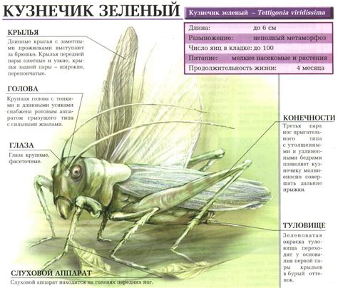 Перспективы использования кузнечика на лугу в пищевой промышленности