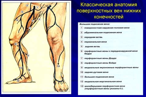 Перфорантная недостаточность вен нижних конечностей