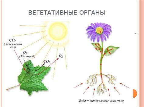 Питательные вещества из цветков