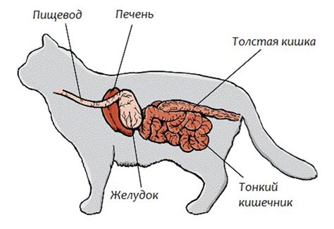 Пищеварительная система кошек