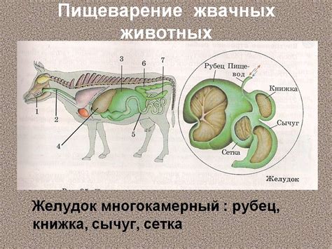 Пищеварительная система у кастрированных и некастрированных животных