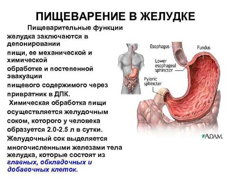 Пищеварительные расстройства и грохот в животе