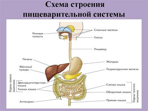 Плохая или неправильная питательная система