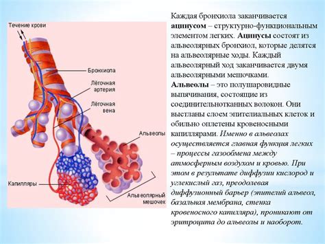 Пневмосклеротический компонент в легких: роль и функции