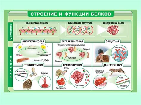 Побочные эффекты протеиновых добавок: дань моде или реальная опасность?