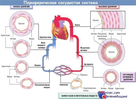 Повреждение кровеносных сосудов и органов