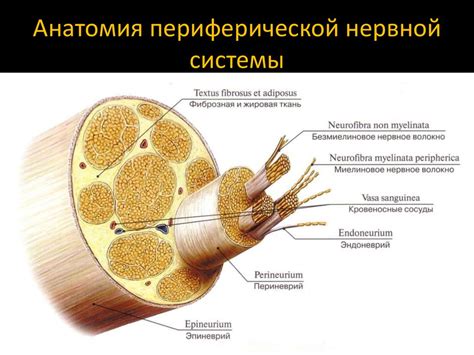 Повреждение нервной системы и периферических нервов