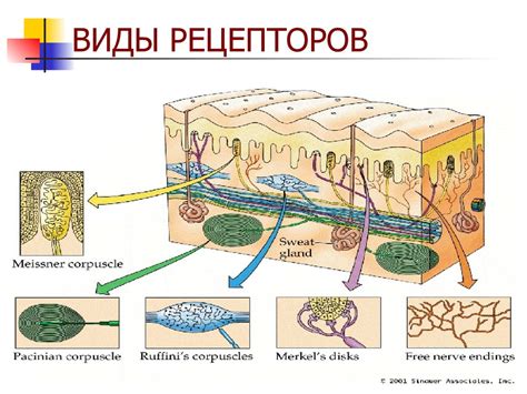 Повышенная чувствительность носовых рецепторов