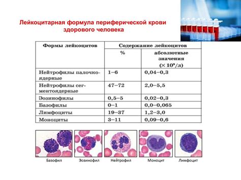 Повышенные лимфоциты у ребенка: причины и лечение